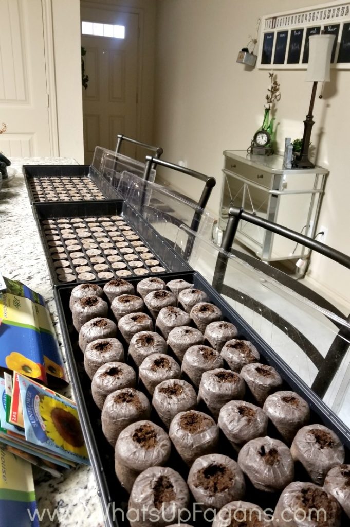 best way to grow seedlings indoors