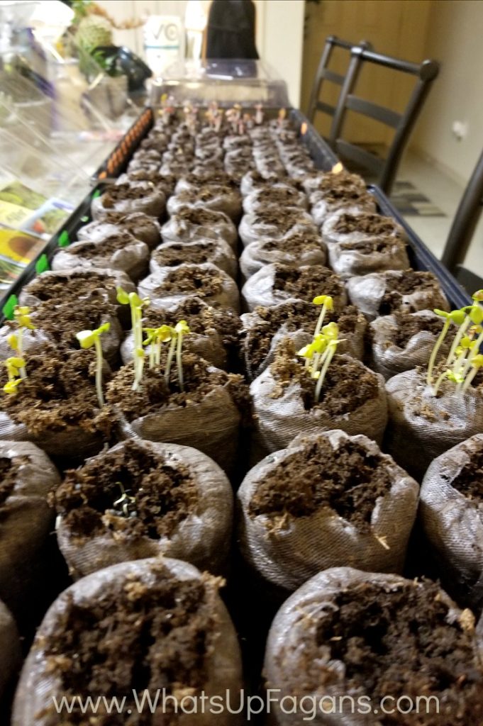 growing seedlings